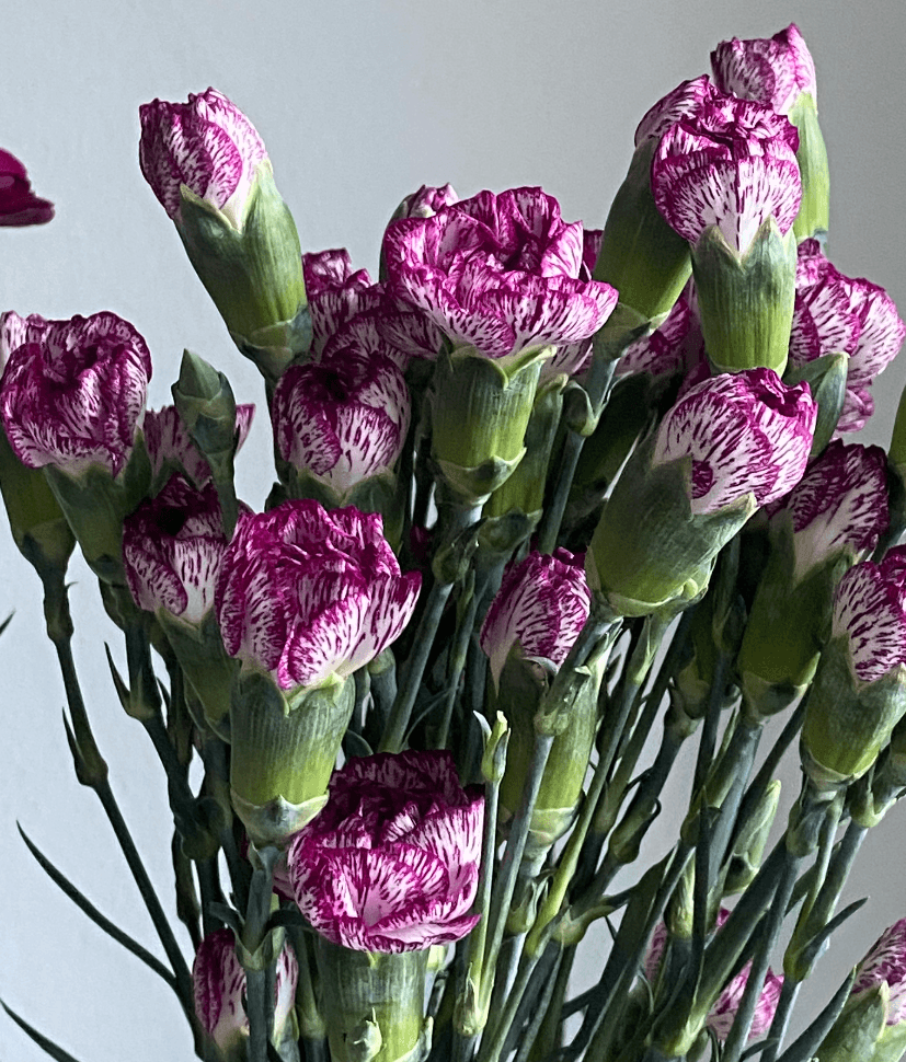 Colección San Valentín