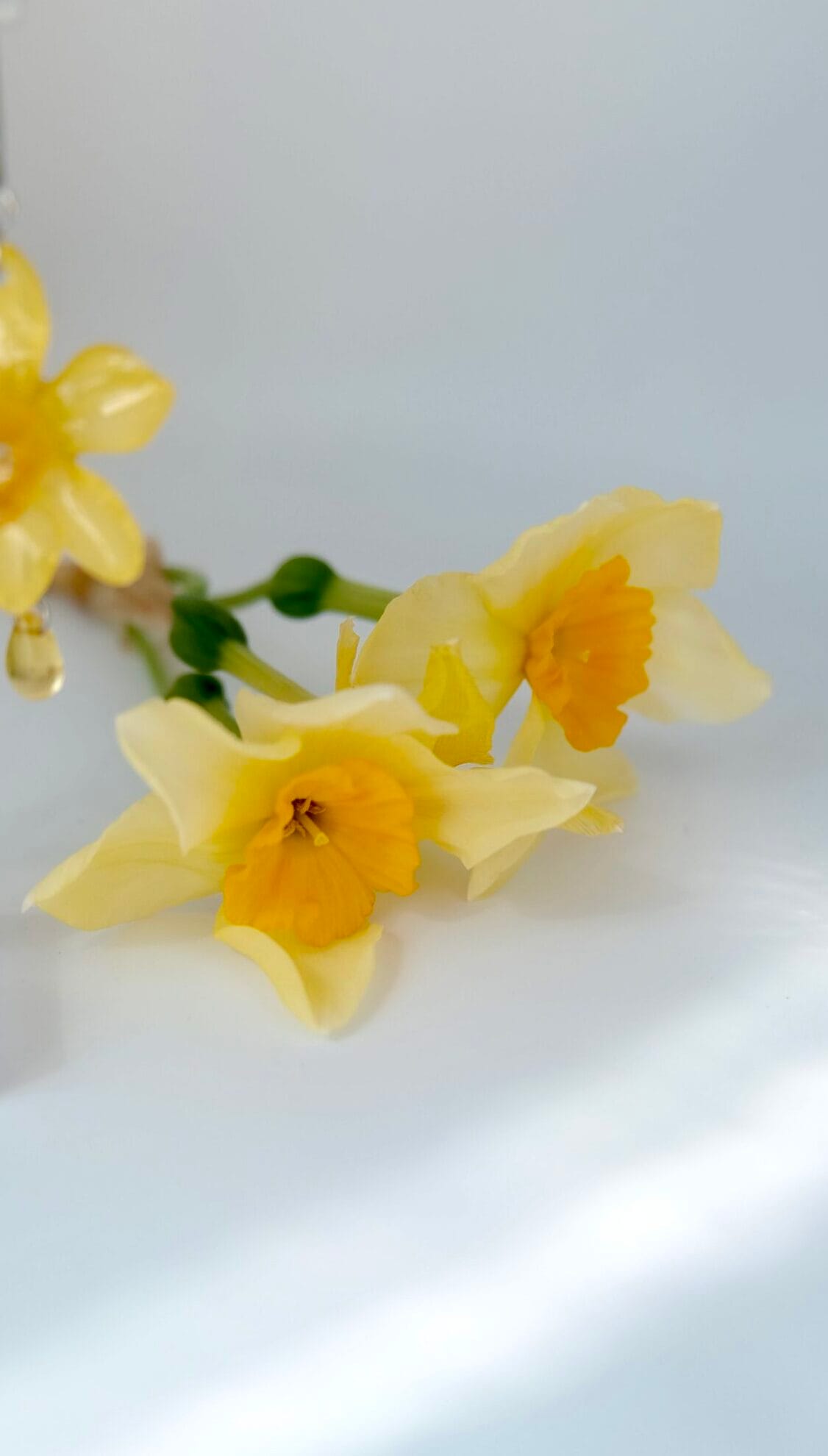 Colección narcisos Pétalo