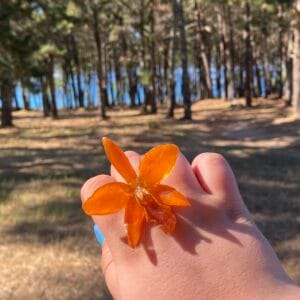 Anillo Orquídea Cattleya Golden Boy